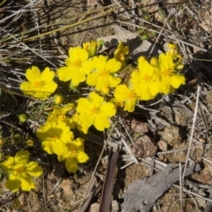 Hibbertia calycina (Lesser Guinea-flower) at Dunlop, ACT - 15 Oct 2016 by AlisonMilton