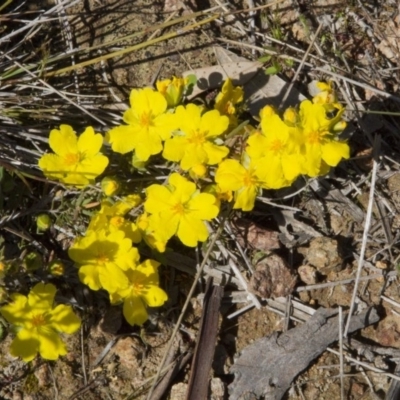 Hibbertia calycina (Lesser Guinea-flower) at Dunlop, ACT - 16 Oct 2016 by AlisonMilton