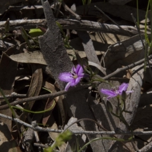 Thysanotus patersonii at Dunlop, ACT - 16 Oct 2016 09:51 AM