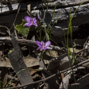 Thysanotus patersonii at Dunlop, ACT - 16 Oct 2016