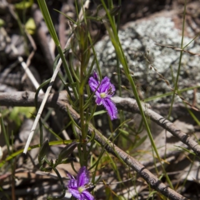 Thysanotus patersonii (Twining Fringe Lily) at Dunlop, ACT - 15 Oct 2016 by AlisonMilton