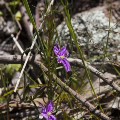 Thysanotus patersonii (Twining Fringe Lily) at Dunlop, ACT - 16 Oct 2016 by AlisonMilton