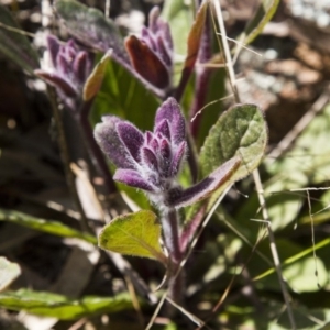 Ajuga australis at Dunlop, ACT - 16 Oct 2016 09:47 AM