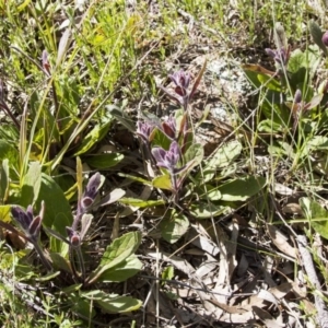 Ajuga australis at Dunlop, ACT - 16 Oct 2016