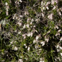 Cryptandra amara (Bitter Cryptandra) at Dunlop, ACT - 15 Oct 2016 by AlisonMilton