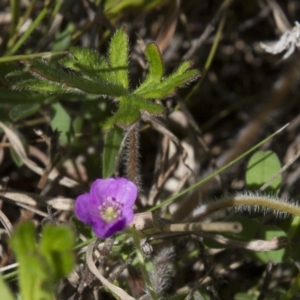 Erodium crinitum at Dunlop, ACT - 16 Oct 2016