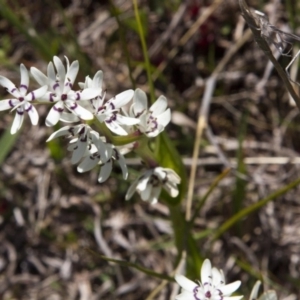 Wurmbea dioica subsp. dioica at Dunlop, ACT - 16 Oct 2016 10:06 AM