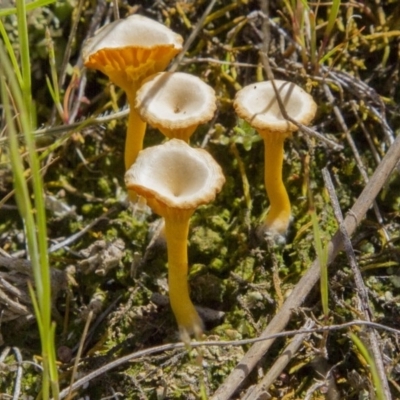 Lichenomphalia chromacea (Yellow Navel) at The Pinnacle - 16 Oct 2016 by AlisonMilton