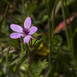 Erodium sp. at Dunlop, ACT - 16 Oct 2016