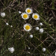 Rhodanthe anthemoides (Chamomile Sunray) at Dunlop, ACT - 16 Oct 2016 by AlisonMilton