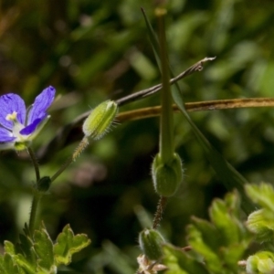 Erodium crinitum at Dunlop, ACT - 16 Oct 2016 10:15 AM