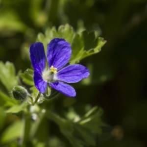 Erodium crinitum at Dunlop, ACT - 16 Oct 2016 10:15 AM