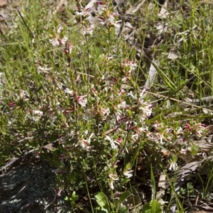 Brachyloma daphnoides at Dunlop, ACT - 16 Oct 2016