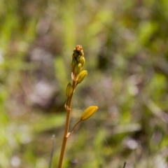 Bulbine bulbosa (Golden Lily) at Dunlop, ACT - 15 Oct 2016 by AlisonMilton