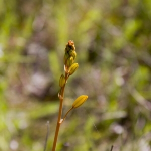 Bulbine bulbosa at Dunlop, ACT - 16 Oct 2016