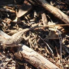 Amphibolurus muricatus (Jacky Lizard) at Merimbula, NSW - 21 May 2017 by RossMannell