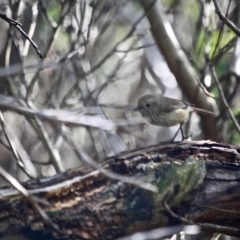 Acanthiza pusilla (Brown Thornbill) at Merimbula, NSW - 21 May 2017 by RossMannell