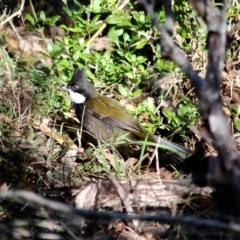 Psophodes olivaceus (Eastern Whipbird) at Merimbula, NSW - 20 May 2017 by RossMannell