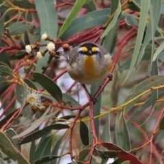 Pardalotus striatus (Striated Pardalote) at Wandiyali-Environa Conservation Area - 18 Aug 2016 by Wandiyali