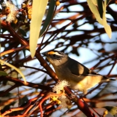 Pardalotus striatus at Googong, NSW - 18 Aug 2016