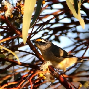 Pardalotus striatus at Googong, NSW - 18 Aug 2016