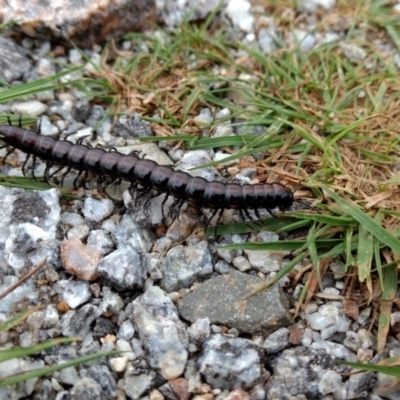 Australiosomatini sp. (tribe) (Millipede) at Kosciuszko National Park, NSW - 25 Mar 2017 by MattM