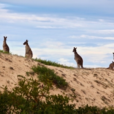 Macropus giganteus (Eastern Grey Kangaroo) at Bournda, NSW - 30 May 2017 by RossMannell