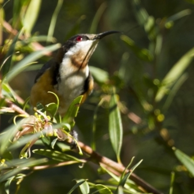 Acanthorhynchus tenuirostris (Eastern Spinebill) at Acton, ACT - 30 Aug 2014 by Alison Milton