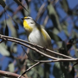 Pardalotus striatus at Acton, ACT - 30 Aug 2014