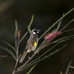 Phylidonyris novaehollandiae at Acton, ACT - 30 Aug 2014 03:32 PM