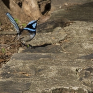 Malurus cyaneus at Acton, ACT - 30 Aug 2014