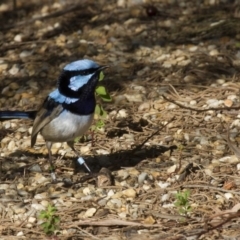 Malurus cyaneus at Acton, ACT - 30 Aug 2014 03:32 PM