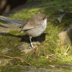 Malurus cyaneus at Acton, ACT - 30 Aug 2014