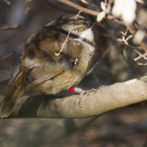 Sericornis frontalis at Canberra Central, ACT - 30 Aug 2014