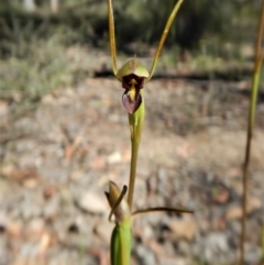 Orthoceras strictum (Horned Orchid) at Canberra Central, ACT - 3 Jan 2017 by CathB