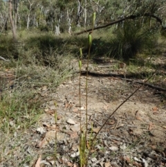 Orthoceras strictum at Canberra Central, ACT - 3 Jan 2017