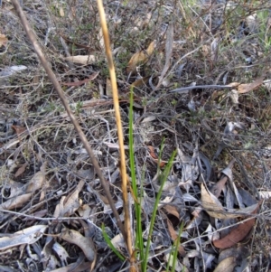 Orthoceras strictum at Canberra Central, ACT - suppressed