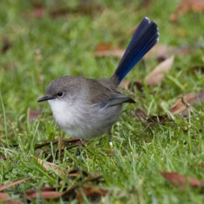 Malurus cyaneus (Superb Fairywren) at Acton, ACT - 5 Jun 2015 by Alison Milton