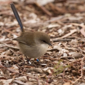 Malurus cyaneus at Acton, ACT - 5 Jun 2015 10:20 AM