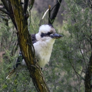 Dacelo novaeguineae at Canberra Central, ACT - 5 Jun 2015