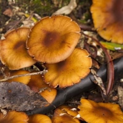 Armillaria sp. (A honey fungus) at Acton, ACT - 5 Jun 2015 by AlisonMilton