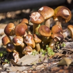 Armillaria luteobubalina (Australian Honey Fungus) at Acton, ACT - 5 Jun 2015 by Alison Milton