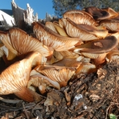 Armillaria sp. (A honey fungus) at Acton, ACT - 25 Jun 2015 by Alison Milton