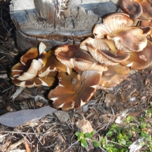 Armillaria sp. at Acton, ACT - 26 Jun 2015 09:39 AM