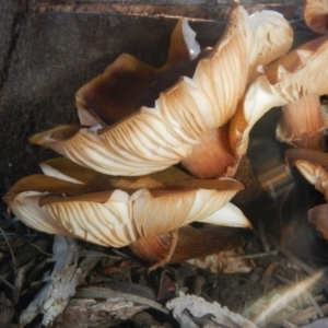 Armillaria sp. at Acton, ACT - 26 Jun 2015 09:39 AM