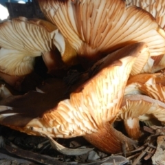 Armillaria sp. at Acton, ACT - 26 Jun 2015 09:39 AM