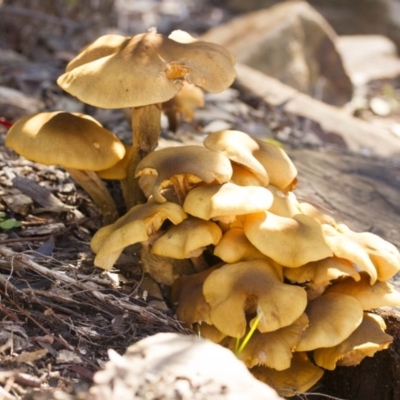 Armillaria luteobubalina (Australian Honey Fungus) at Acton, ACT - 26 Jun 2015 by Alison Milton