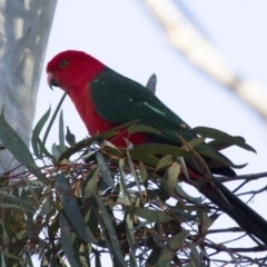 Alisterus scapularis (Australian King-Parrot) at Acton, ACT - 26 Jun 2015 by Alison Milton