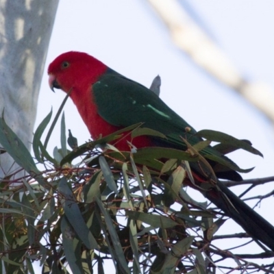 Alisterus scapularis (Australian King-Parrot) at Acton, ACT - 26 Jun 2015 by Alison Milton