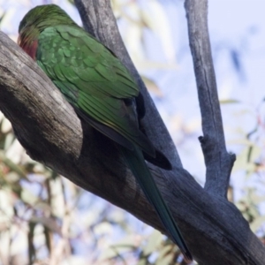 Alisterus scapularis at Acton, ACT - 26 Jun 2015 03:01 PM